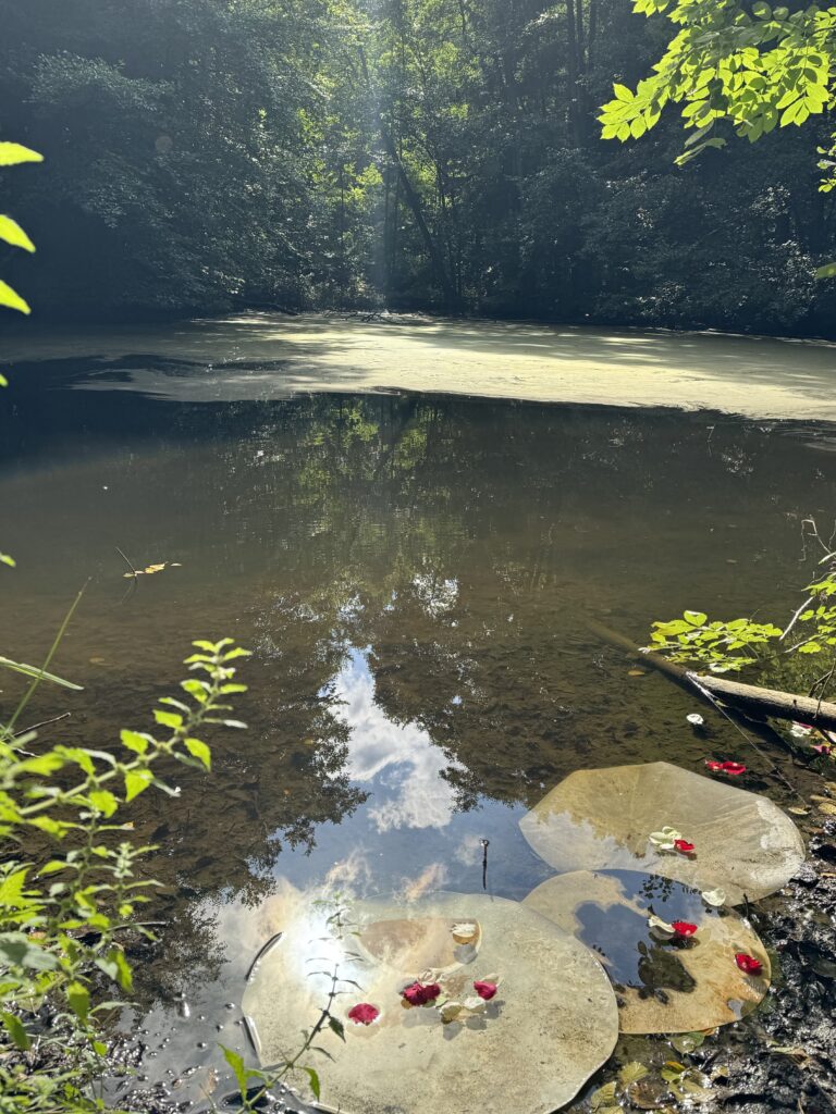 Trommelhäute weichen im Waldsee ein – Vorbereitung für den Trommelbau